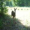  Hole #3 - Wildlife - Saturday, July 11, 2009 (Kootenay Rockies #1 Trip)